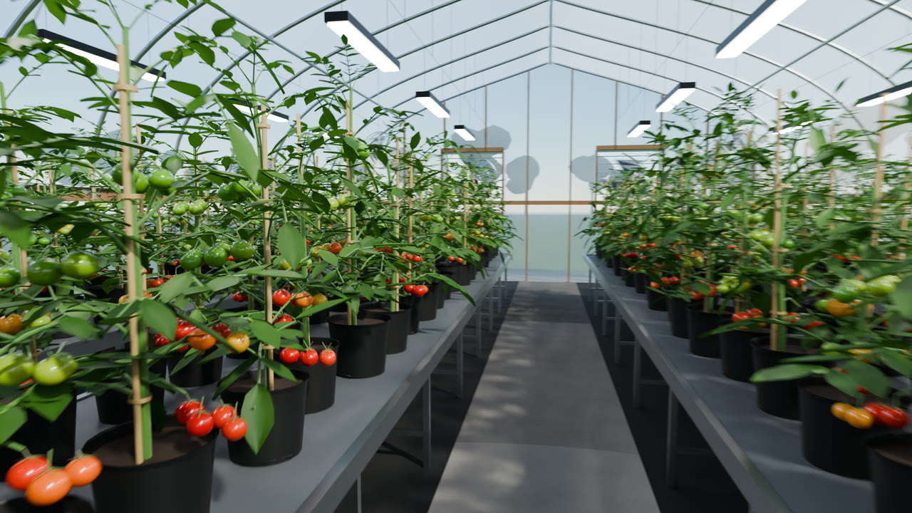 Benches of staked tomato plants with green, orange and red fruit under supplemental grow lights in a hoop house