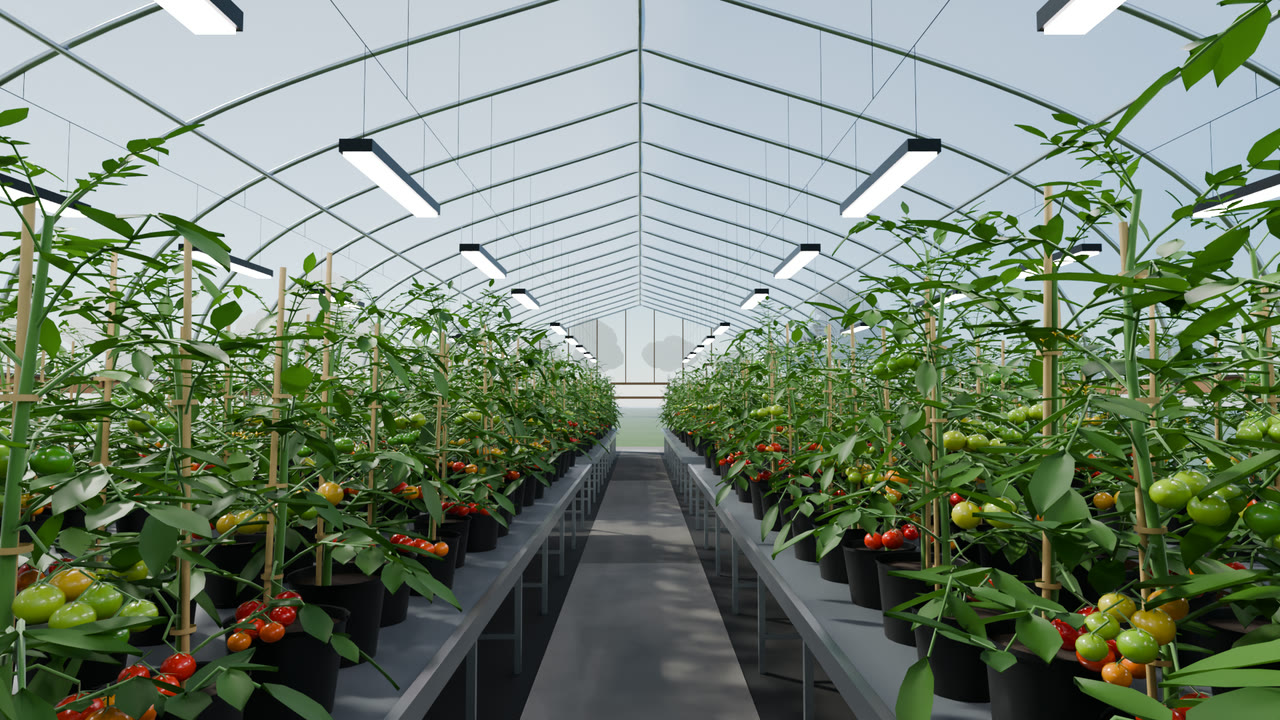 Looking back down the centre aisle of a hoop house toward the far end wall, bench rows of tomatoes on both sides